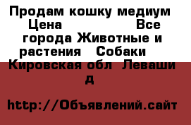 Продам кошку медиум › Цена ­ 6 000 000 - Все города Животные и растения » Собаки   . Кировская обл.,Леваши д.